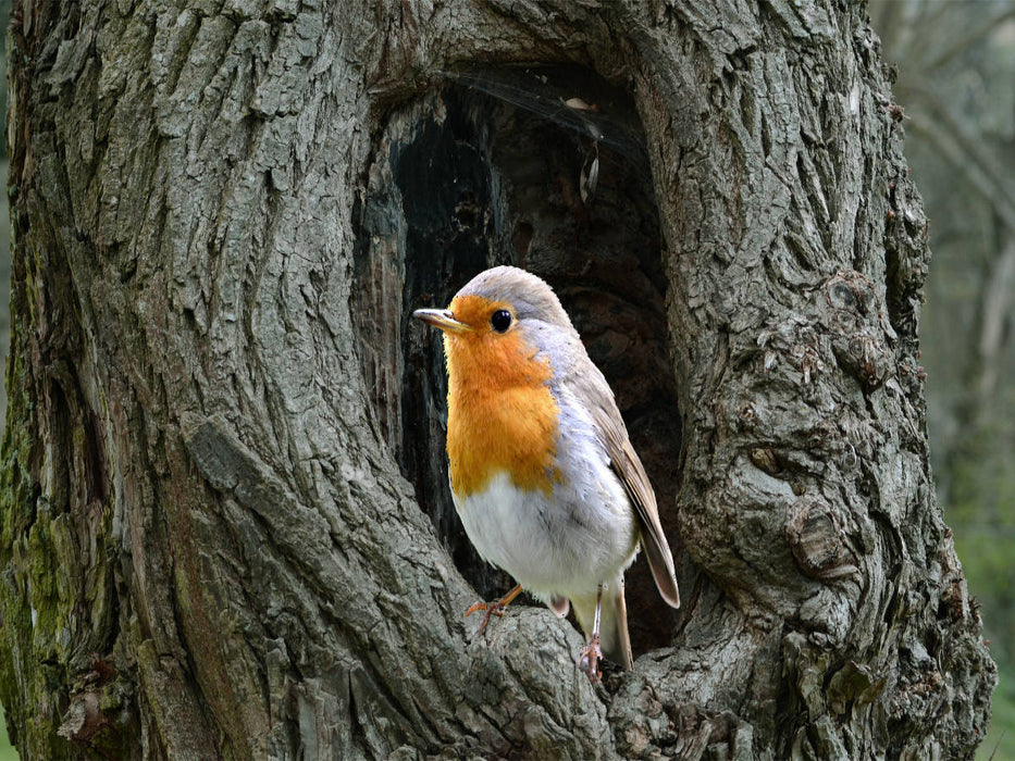 Das Rotkehlchen. - CALVENDO Foto-Puzzle'