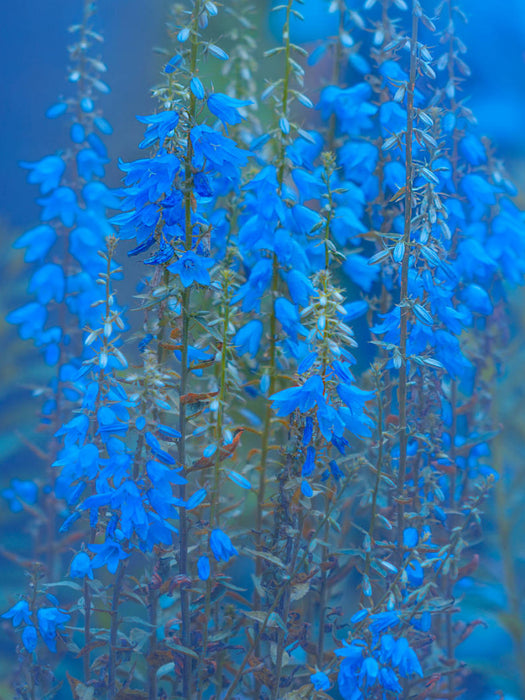 Glockenblumen - CALVENDO Foto-Puzzle'