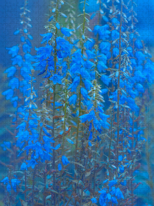 Glockenblumen - CALVENDO Foto-Puzzle'