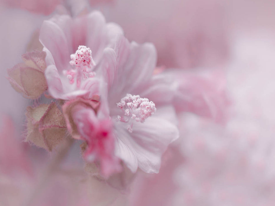 Rosa Hibiscus - CALVENDO Foto-Puzzle'