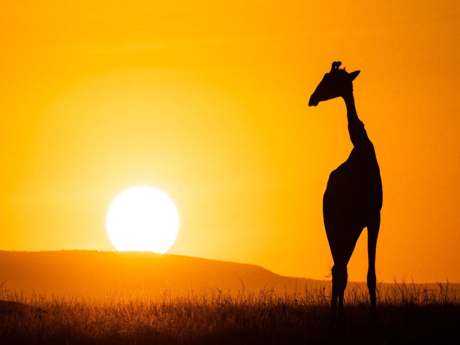 Giraffe vor aufgehender Sonne - CALVENDO Foto-Puzzle'
