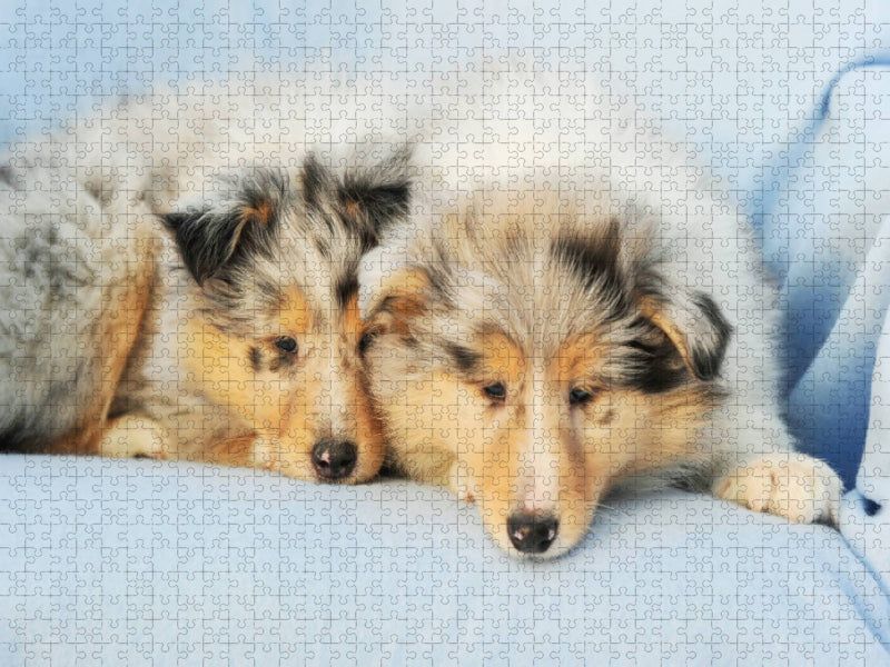 Ein Motiv aus dem Kalender Colliewelpen - kleine Collies erobern die Welt - CALVENDO Foto-Puzzle'