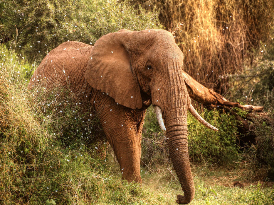 Elefant in der Zentral-Serengeti - CALVENDO Foto-Puzzle'