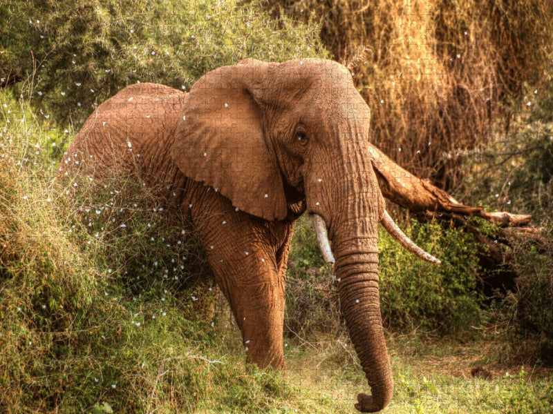 Elefant in der Zentral-Serengeti - CALVENDO Foto-Puzzle'