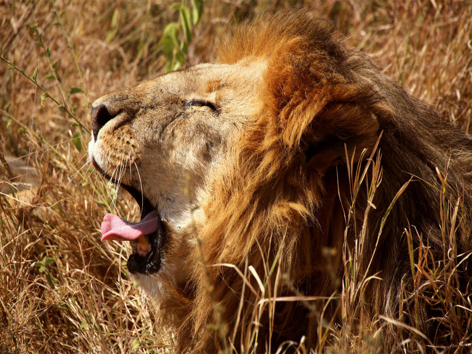 Mähnenlöwe in der Serengeti - CALVENDO Foto-Puzzle'
