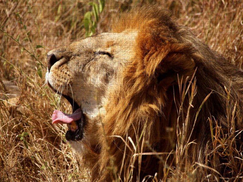 Mähnenlöwe in der Serengeti - CALVENDO Foto-Puzzle'