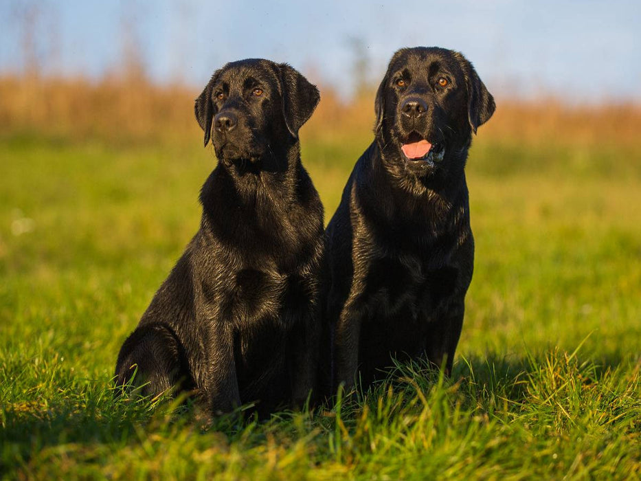 Labrador Retriever - Vater und Sohn - CALVENDO Foto-Puzzle'
