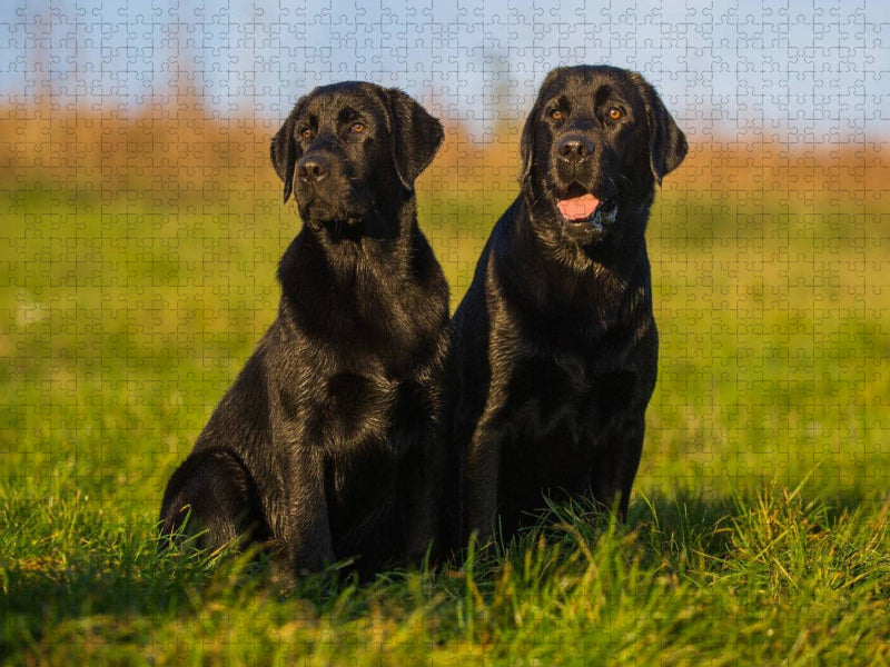 Labrador Retriever - Vater und Sohn - CALVENDO Foto-Puzzle'