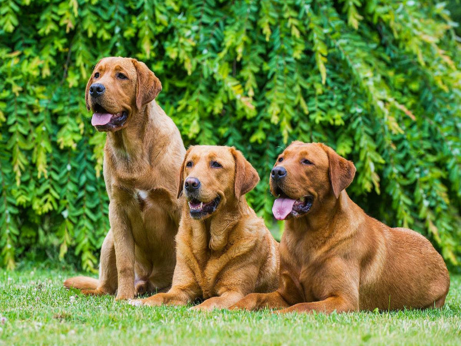 Labrador Retriever - Red Fox - CALVENDO Foto-Puzzle'