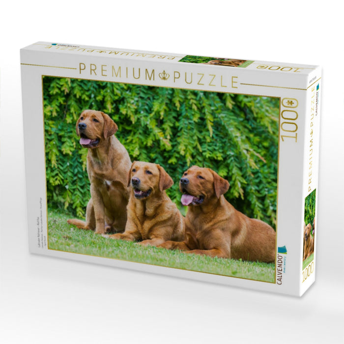 Labrador Retriever - Red Fox - CALVENDO Foto-Puzzle'