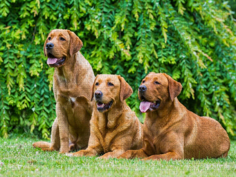 Labrador Retriever - Red Fox - CALVENDO Foto-Puzzle'