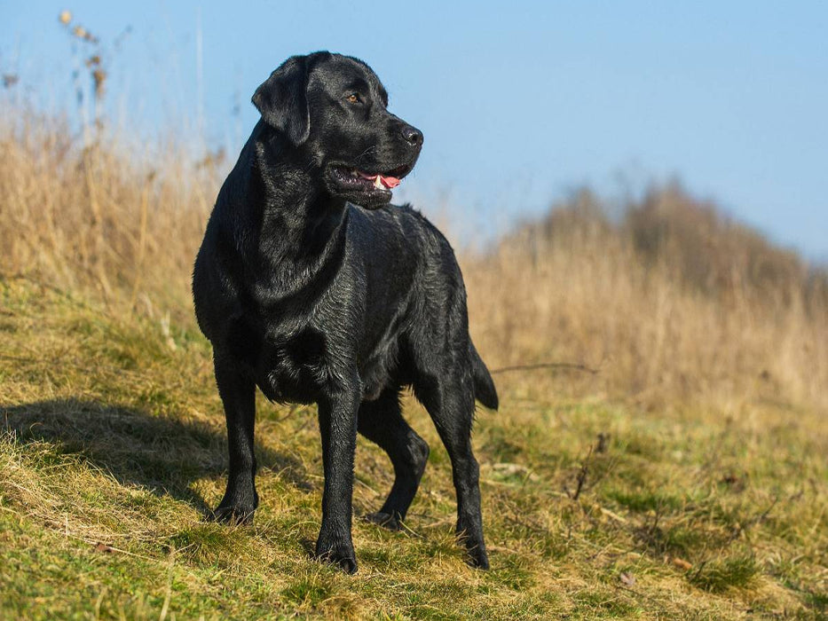 Labrador Retriever - Rüde - CALVENDO Foto-Puzzle'