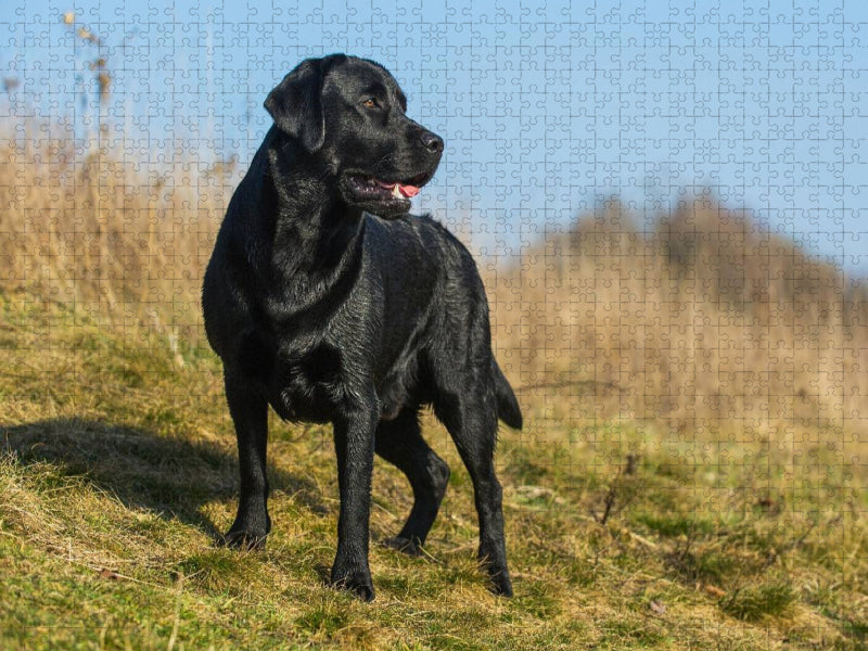 Labrador Retriever - Rüde - CALVENDO Foto-Puzzle'