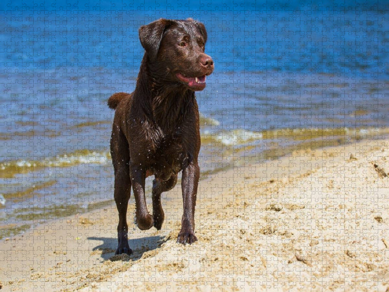 Labrador Retriever - Sommerfreuden - CALVENDO Foto-Puzzle'