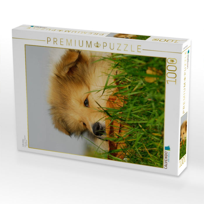 Collie Welpe - CALVENDO Foto-Puzzle'