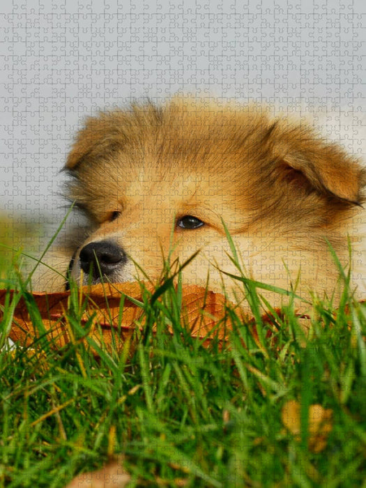 Collie Welpe - CALVENDO Foto-Puzzle'