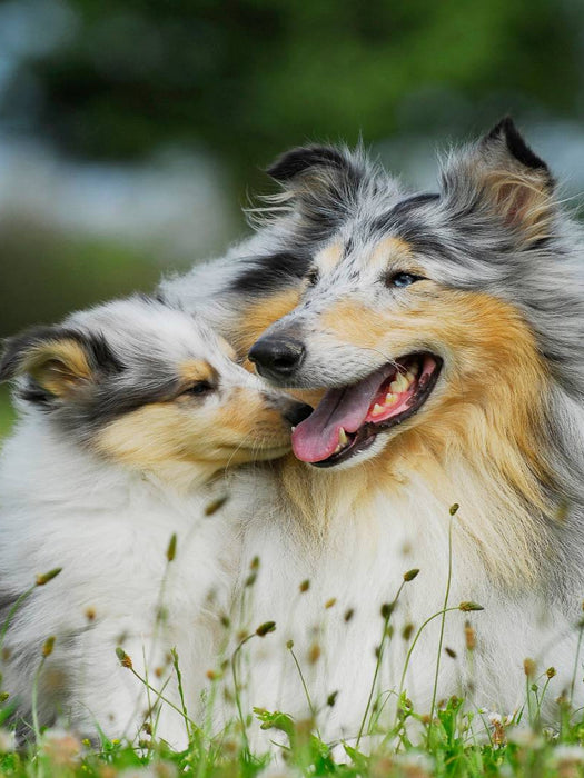 Collie Mutter mit ihrer Tochter - CALVENDO Foto-Puzzle'
