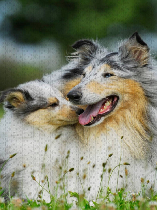 Collie Mutter mit ihrer Tochter - CALVENDO Foto-Puzzle'