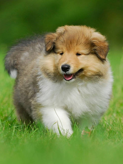 Collie Welpe auf Entdeckungsreise - CALVENDO Foto-Puzzle'