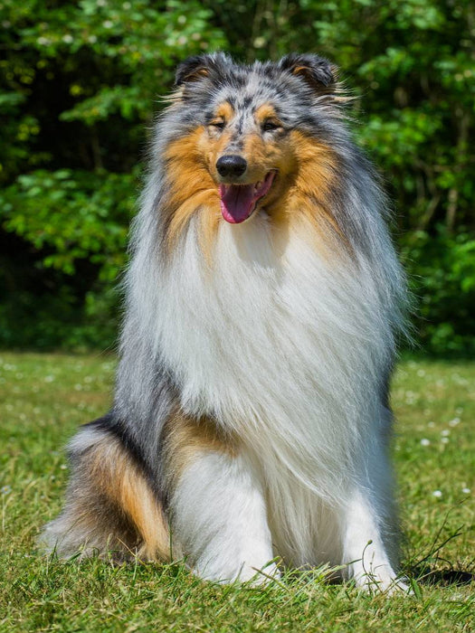 Ein wunderschöner Blue Merle Collie Rüde - CALVENDO Foto-Puzzle'
