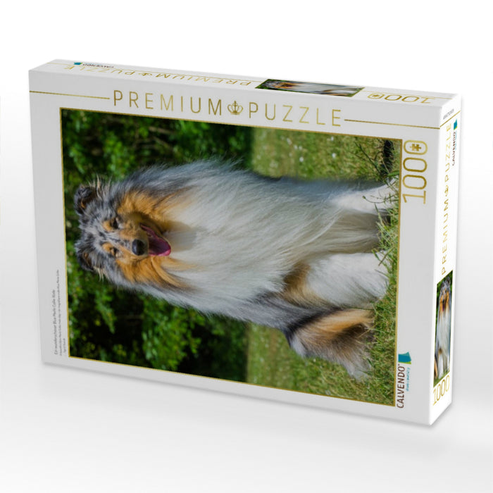 Ein wunderschöner Blue Merle Collie Rüde - CALVENDO Foto-Puzzle'