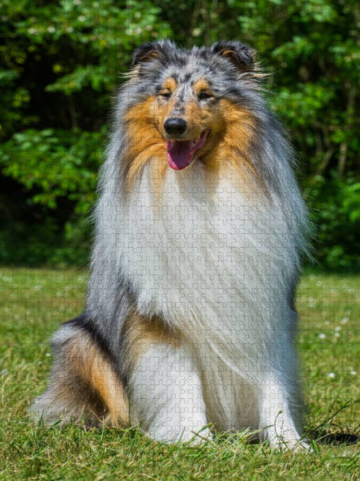Ein wunderschöner Blue Merle Collie Rüde - CALVENDO Foto-Puzzle'