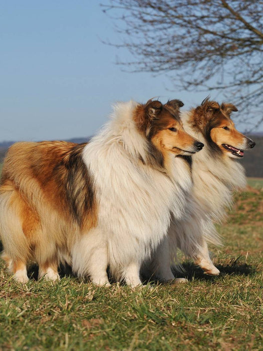 Collie Hündinnen - CALVENDO Foto-Puzzle'
