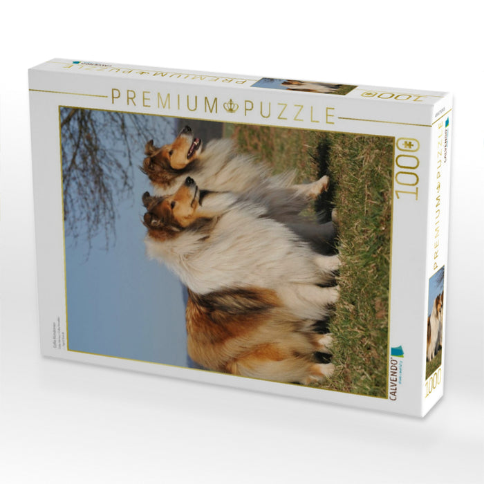 Collie Hündinnen - CALVENDO Foto-Puzzle'
