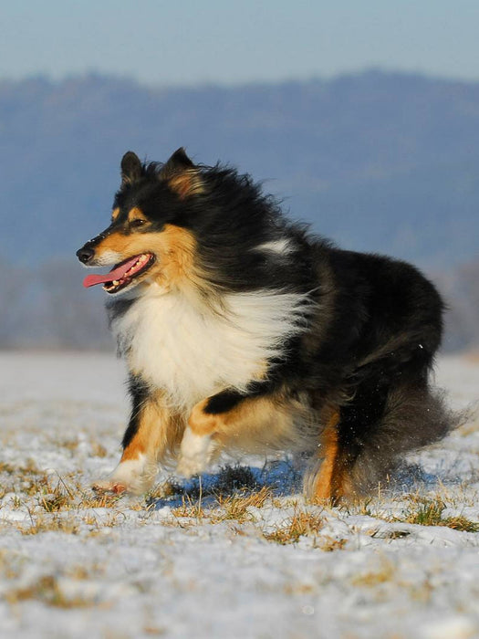 Collie Spaß im Winter - CALVENDO Foto-Puzzle'