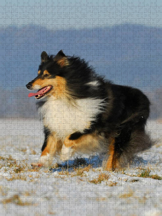 Collie Spaß im Winter - CALVENDO Foto-Puzzle'