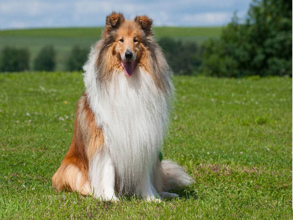 Ein traumhaft schöner Collie Rüde - CALVENDO Foto-Puzzle'