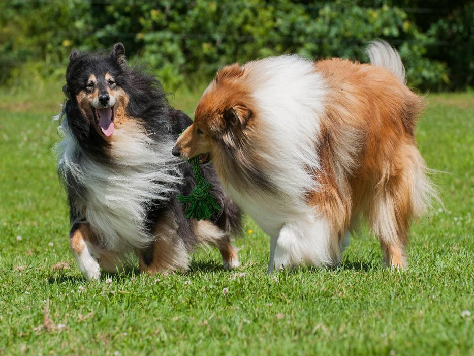 Collies - Spaß auf der Wiese - CALVENDO Foto-Puzzle'