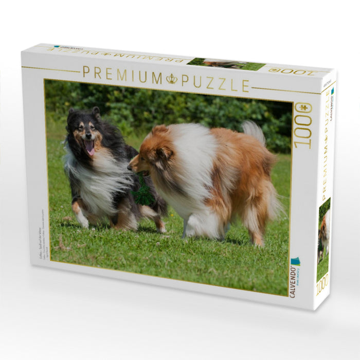 Collies - Spaß auf der Wiese - CALVENDO Foto-Puzzle'