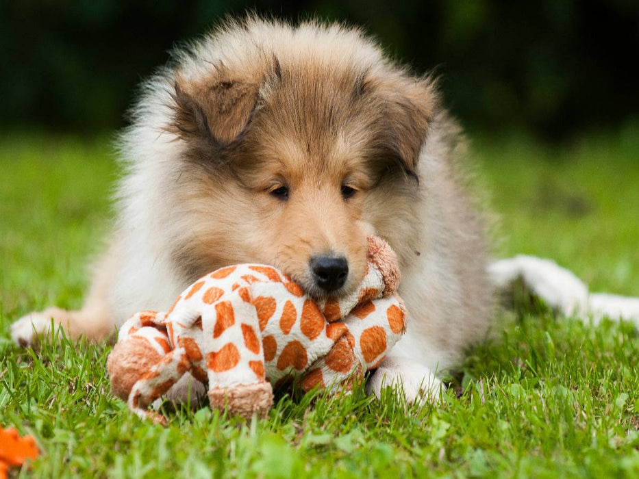 Spielender Collie Welpe - CALVENDO Foto-Puzzle'