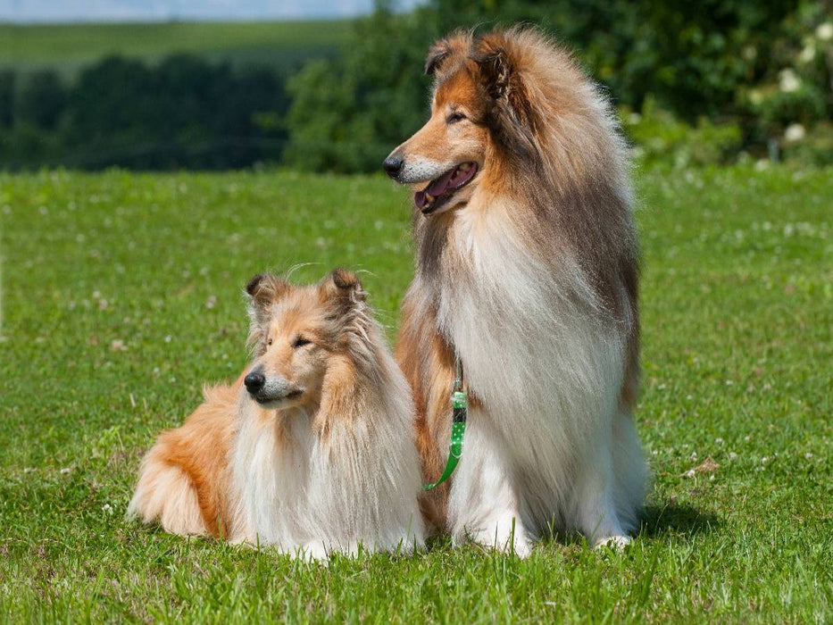 Collie - Rüde und Hündin - CALVENDO Foto-Puzzle'