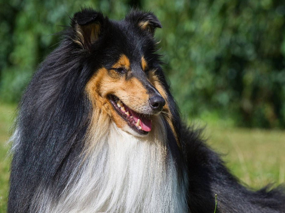 Collie - Porträt eines Rüden - CALVENDO Foto-Puzzle'
