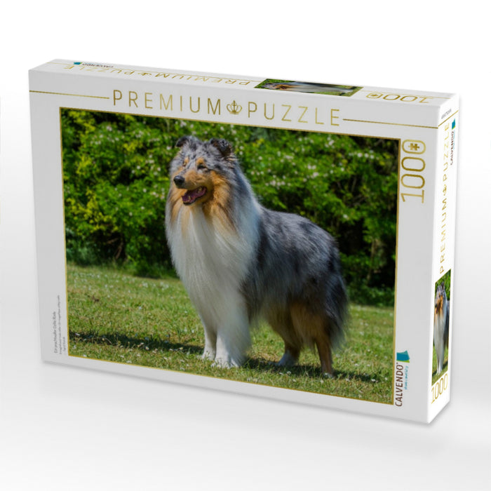 Ein prachtvoller Collie Rüde - CALVENDO Foto-Puzzle'