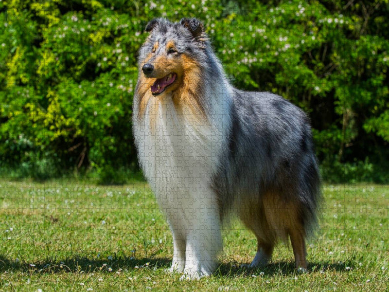 Ein prachtvoller Collie Rüde - CALVENDO Foto-Puzzle'