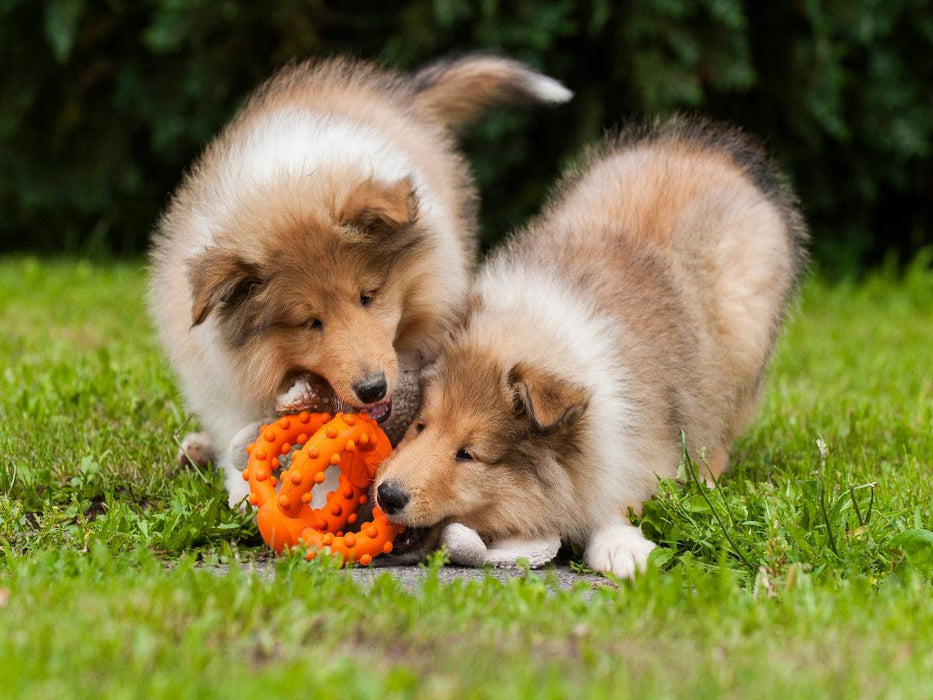Collie Welpen beim Spiel - CALVENDO Foto-Puzzle'