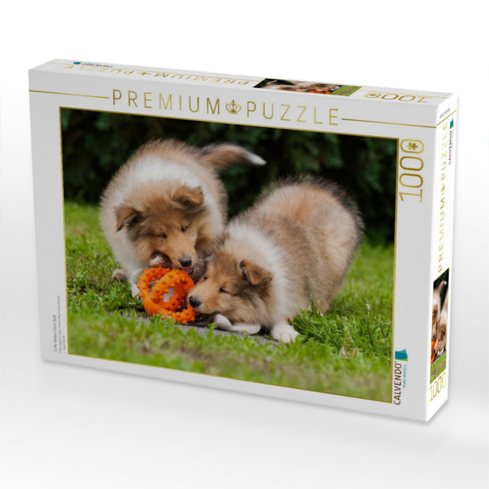 Collie Welpen beim Spiel - CALVENDO Foto-Puzzle'