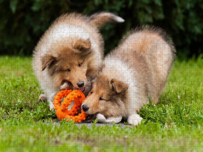 Collie Welpen beim Spiel - CALVENDO Foto-Puzzle'