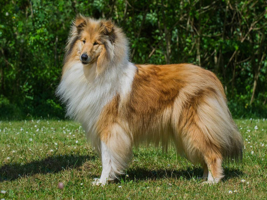 Eine bildschöne Collie Hündin - CALVENDO Foto-Puzzle'