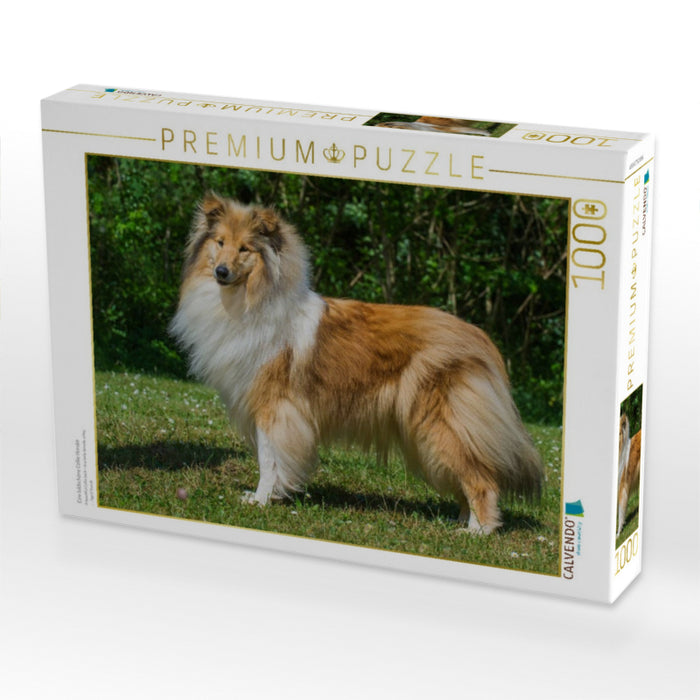 Eine bildschöne Collie Hündin - CALVENDO Foto-Puzzle'