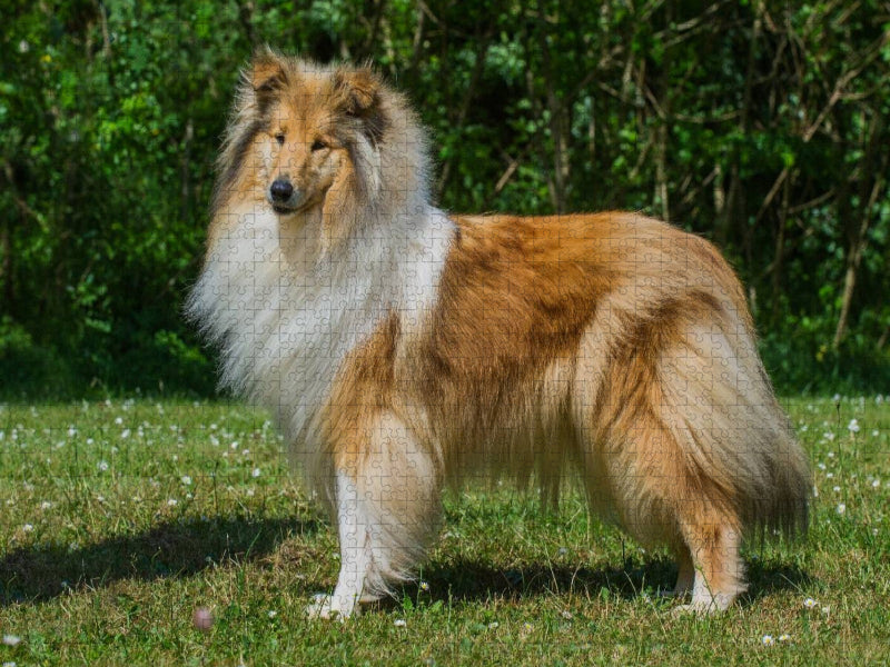 Eine bildschöne Collie Hündin - CALVENDO Foto-Puzzle'