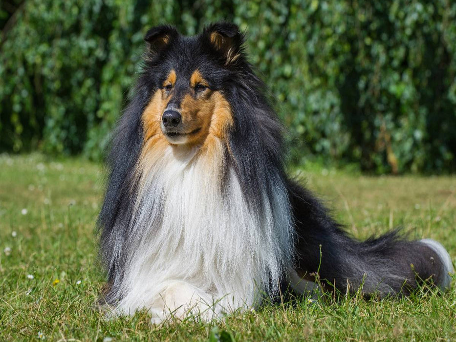 Ein prachtvoller tricolour Collie Rüde - CALVENDO Foto-Puzzle'