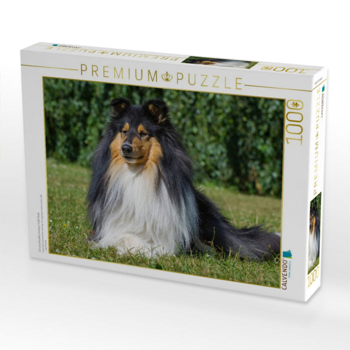 Ein prachtvoller tricolour Collie Rüde - CALVENDO Foto-Puzzle'