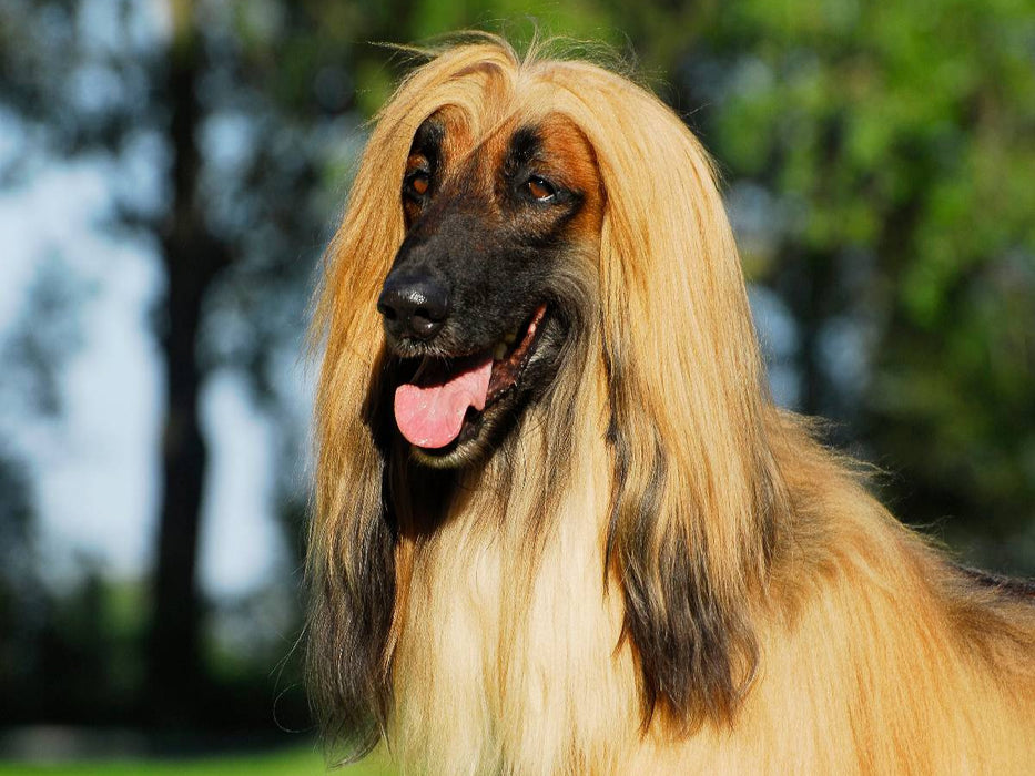 Afghanischer Windhund - Rüdenporträt - CALVENDO Foto-Puzzle'
