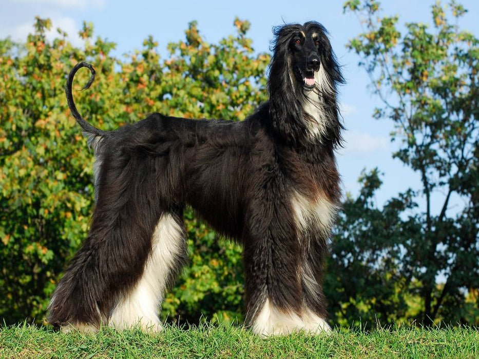 Afghanischer Windhund in black and tan - CALVENDO Foto-Puzzle'