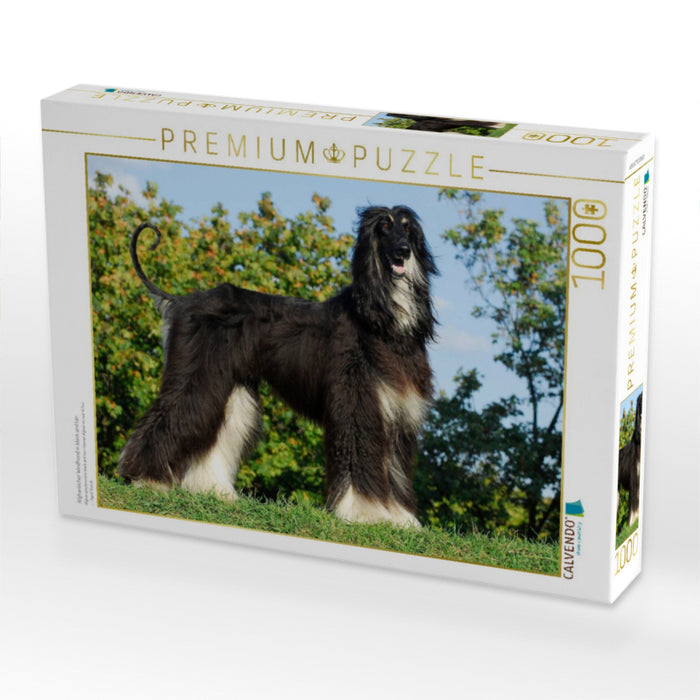 Afghanischer Windhund in black and tan - CALVENDO Foto-Puzzle'