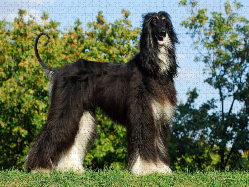 Afghanischer Windhund in black and tan - CALVENDO Foto-Puzzle'
